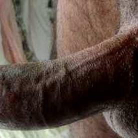 Black Cock To White Girls - Rate My Wand